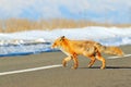 Red fox, Vulpes vulpes, crossing the road. Wildlife animal scene from nature. Urban wildlife with town and animal. Orange fox in Royalty Free Stock Photo