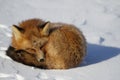 Close-up of a red fox curled up in a snowbank near Churchill, Manitoba Canada Royalty Free Stock Photo