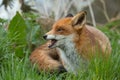 Red Fox Vulpes Vulpes