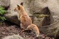 Red fox (Vulpes vulpes). Royalty Free Stock Photo