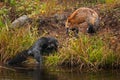 Red Fox Vulpes vulpes Drives Silver Fox into the Water