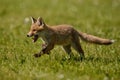 Red Fox, Vulpes vulpes, at european forest.