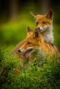 Red fox, vulpes vulpes forest