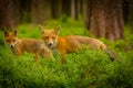 Red fox, vulpes vulpes forest