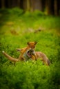 Red fox, vulpes vulpes forest