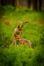 Red fox, vulpes vulpes forest