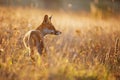Red fox Vulpes vulpes. A fox in a meadow. Wild young fox Royalty Free Stock Photo