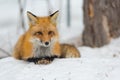 Red Fox - Vulpes vulpes, healthy specimen In his habitat in the woods. Royalty Free Stock Photo