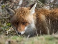 Red fox (Vulpes vulpes) hidden