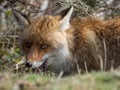 Red fox (Vulpes vulpes) hidden Royalty Free Stock Photo