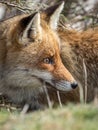 Red fox (Vulpes vulpes) hidden Royalty Free Stock Photo