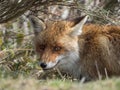 Red fox (Vulpes vulpes) hidden Royalty Free Stock Photo