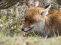 Red fox (Vulpes vulpes) hidden Royalty Free Stock Photo
