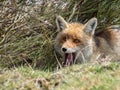 Red fox (Vulpes vulpes) hidden Royalty Free Stock Photo