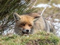 Red fox (Vulpes vulpes) hidden and happy Royalty Free Stock Photo