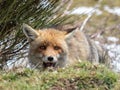 Red fox (Vulpes vulpes) hidden and happy Royalty Free Stock Photo