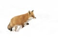 A Red fox Vulpes vulpes isolated on white background with bushy tail hunting through the freshly fallen snow in Algonquin Park i