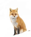 A Red fox Vulpes vulpes isolated on white background with a bushy tail sitting in the freshly fallen snow in Algonquin Park in Can