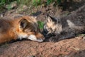 Red Fox Vulpes vulpes Kit Touches Nose of Sleeping Adult Summer