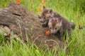 Red Fox Vulpes vulpes Kits Clamber Over Log Royalty Free Stock Photo