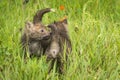 Red Fox Vulpes vulpes Kits Together Sniff Royalty Free Stock Photo