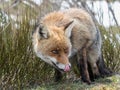Red fox (Vulpes vulpes) licking its nose Royalty Free Stock Photo