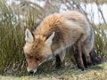 Red fox (Vulpes vulpes) looking