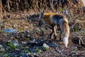 Red fox (Vulpes vulpes) looking at the ground