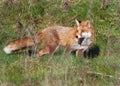 Red fox looking back over shoulder Royalty Free Stock Photo