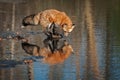 Red Fox Vulpes vulpes Looks Down at Reflection From Rock in Pond Autumn