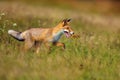 Red fox Vulpes vulpes looks for food in a meadow. Young red fox on green field with dark spruce forest in background