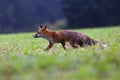Red fox Vulpes vulpes looks for food in a meadow. Young red fox on green field with dark spruce forest in background