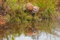 Red Fox (Vulpes vulpes) Looks Left with Reflection