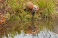 Red Fox (Vulpes vulpes) Looks Left with Reflection and Open Mouth