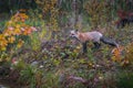 Red Fox Vulpes vulpes Looks Towards Edge of Island Autumn