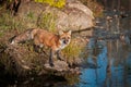 Red Fox Vulpes vulpes Looks Up From Rock