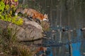 Red Fox Vulpes vulpes Moves to Step Off Rock Royalty Free Stock Photo