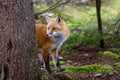 Red fox Vulpes vulpes peers out from behind a tree in Algonquin Park