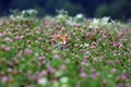 Red fox vulpes vulpes pokes his head out of the purple clover flowers. Portrait of a fox peeping out of a clover field