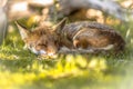 Red Fox sleeping in shade