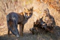 Red fox Vulpes vulpes. Portrait of a charming fox on a beautiful golden background. Close up Royalty Free Stock Photo