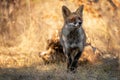 Red fox Vulpes vulpes. Portrait of a charming fox on a beautiful golden background. Close up Royalty Free Stock Photo