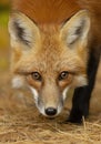 A Red fox Vulpes vulpes closeup in Algonquin park, Canada in autumn Royalty Free Stock Photo