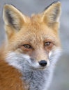 A Red fox Vulpes vulpes portrait closeup in Algonquin Park, Canada Royalty Free Stock Photo
