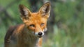 Red fox Vulpes vulpes. Portrait fox on a beautiful green background. Close up Royalty Free Stock Photo