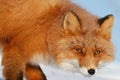 Red fox (Vulpes vulpes). Portrait of a fox close up. Royalty Free Stock Photo