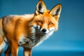 Red fox (Vulpes vulpes). Portrait of a red fox close-up. Royalty Free Stock Photo