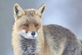 Red Fox Vulpes vulpes portrait