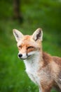 Red Fox (Vulpes vulpes) Royalty Free Stock Photo