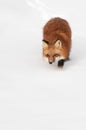 Red Fox (Vulpes vulpes) Prowl Copy Space Bottom Royalty Free Stock Photo
